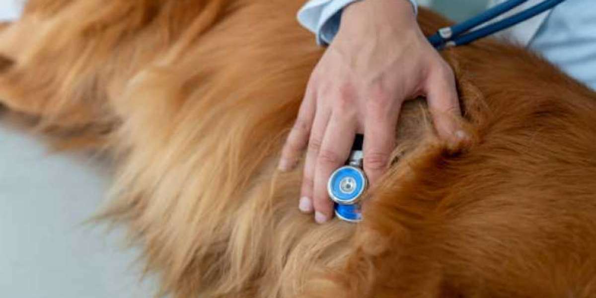 Fluid in the Lungs in Dogs Causes, Symptoms, and Treatments